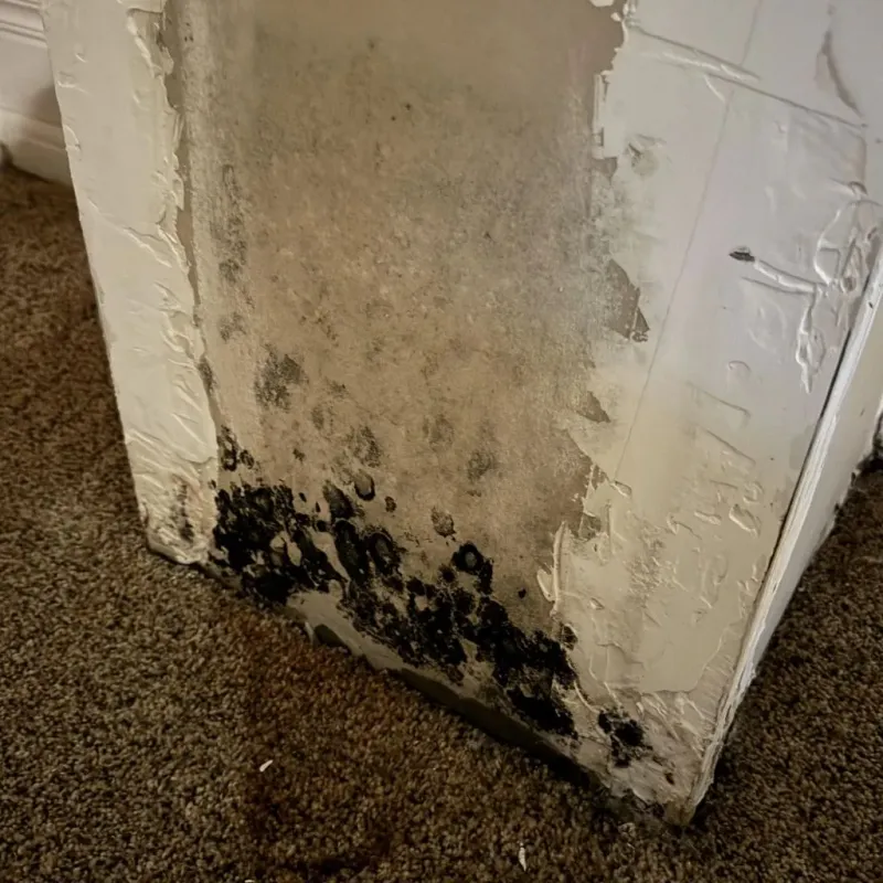Professional Mold Removal in Frankenmuth, MI